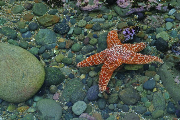 order-your-favorite-hogan-starfish-glossy-poster-supply_0.jpg