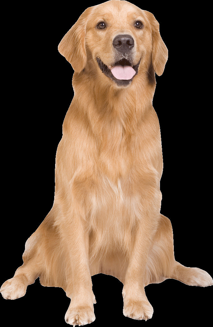 shop-your-favorite-golden-retriever-wall-decal-hot-on-sale_0.jpg