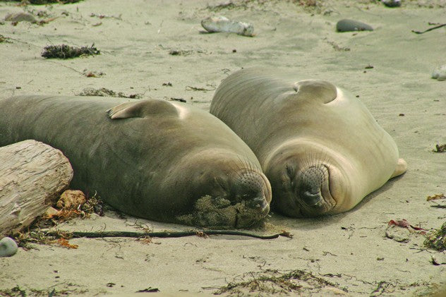 shop-without-worry-for-hogan-sea-lions-glossy-poster-online-now_0.jpg