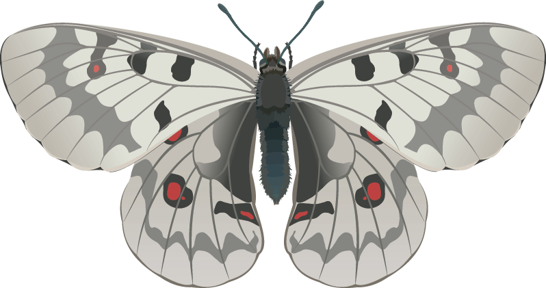 the-largest-online-retailer-of-butterfly-wall-decal-cutout-supply_0.gif