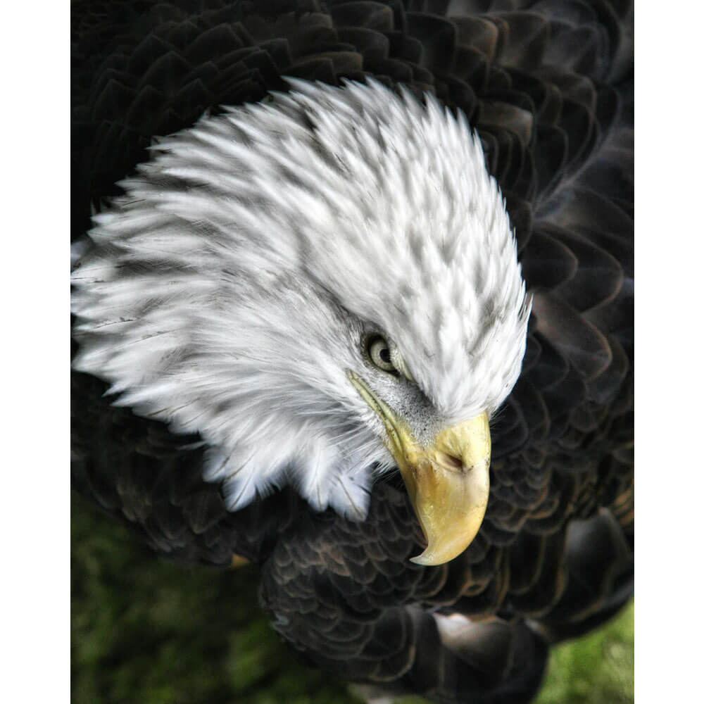 buy-your-new-batie-bald-eagle-wall-decal-for-sale_0.jpg