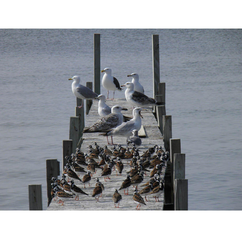 the-official-site-for-authentic-animal-tourism-birds-on-dock-wall-decal-online-hot-sale_0.jpg