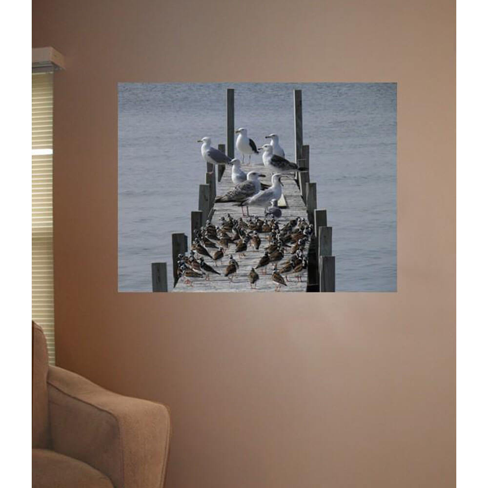 the-official-site-for-authentic-animal-tourism-birds-on-dock-wall-decal-online-hot-sale_1.jpg