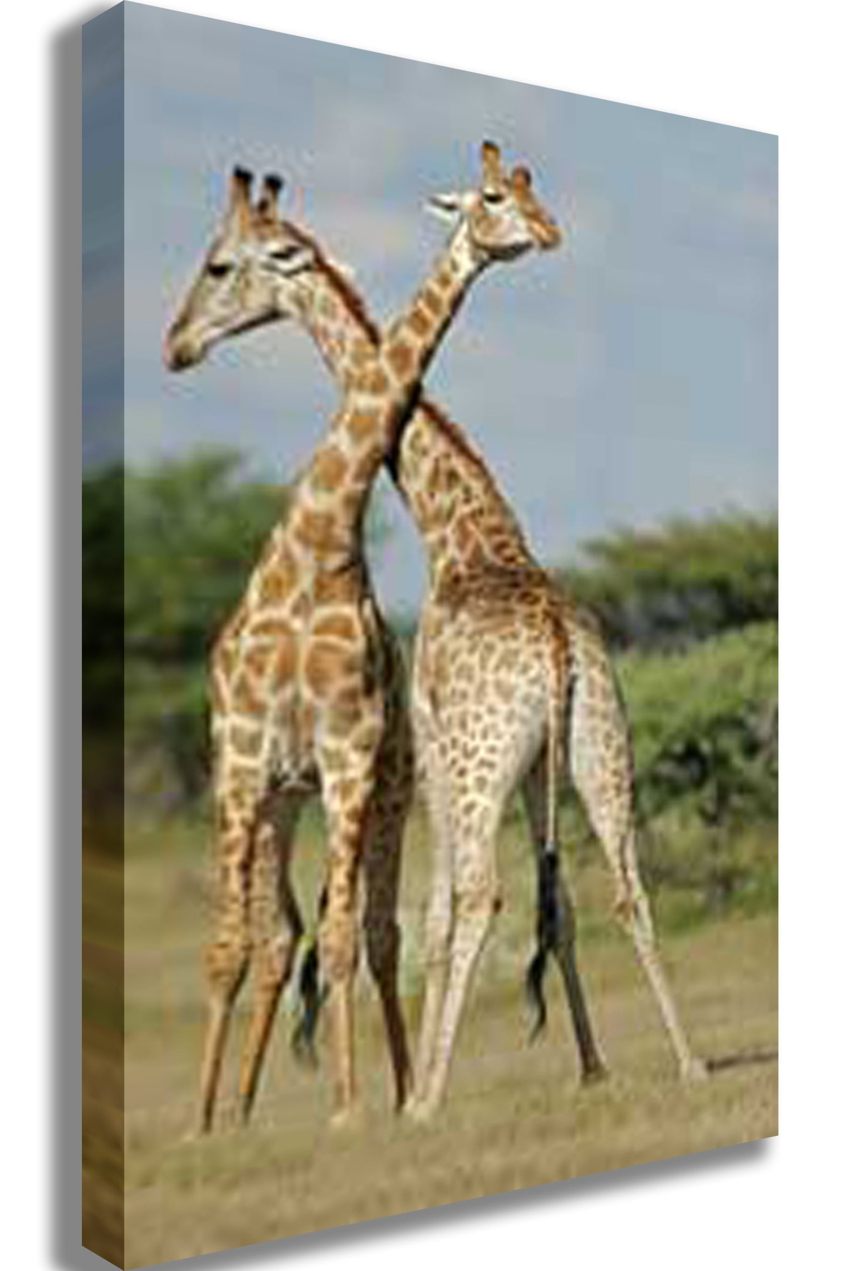 shop-for-crossing-giraffes-canvas-print-for-sale_0.jpg