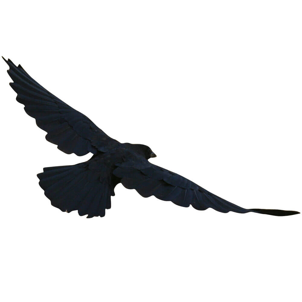 the-official-online-store-for-batie-crow-wall-decal-supply_0.jpg