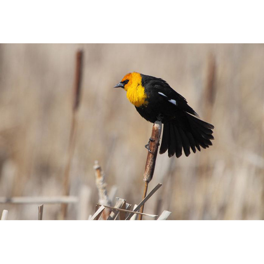 shop-authentic-boer-yellow-headed-blackbird-glossy-poster-for-discount_0.jpg