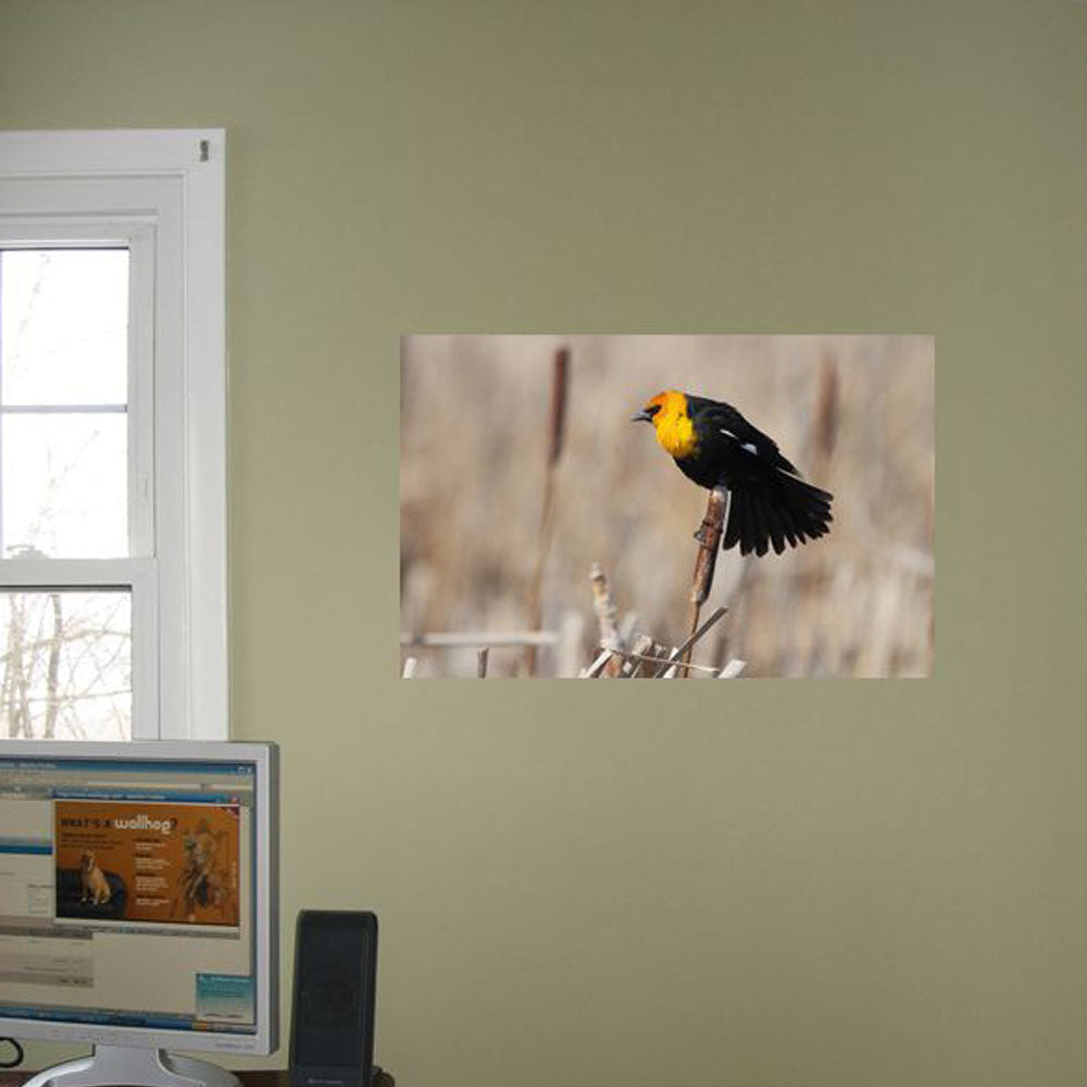 shop-authentic-boer-yellow-headed-blackbird-glossy-poster-for-discount_1.jpg