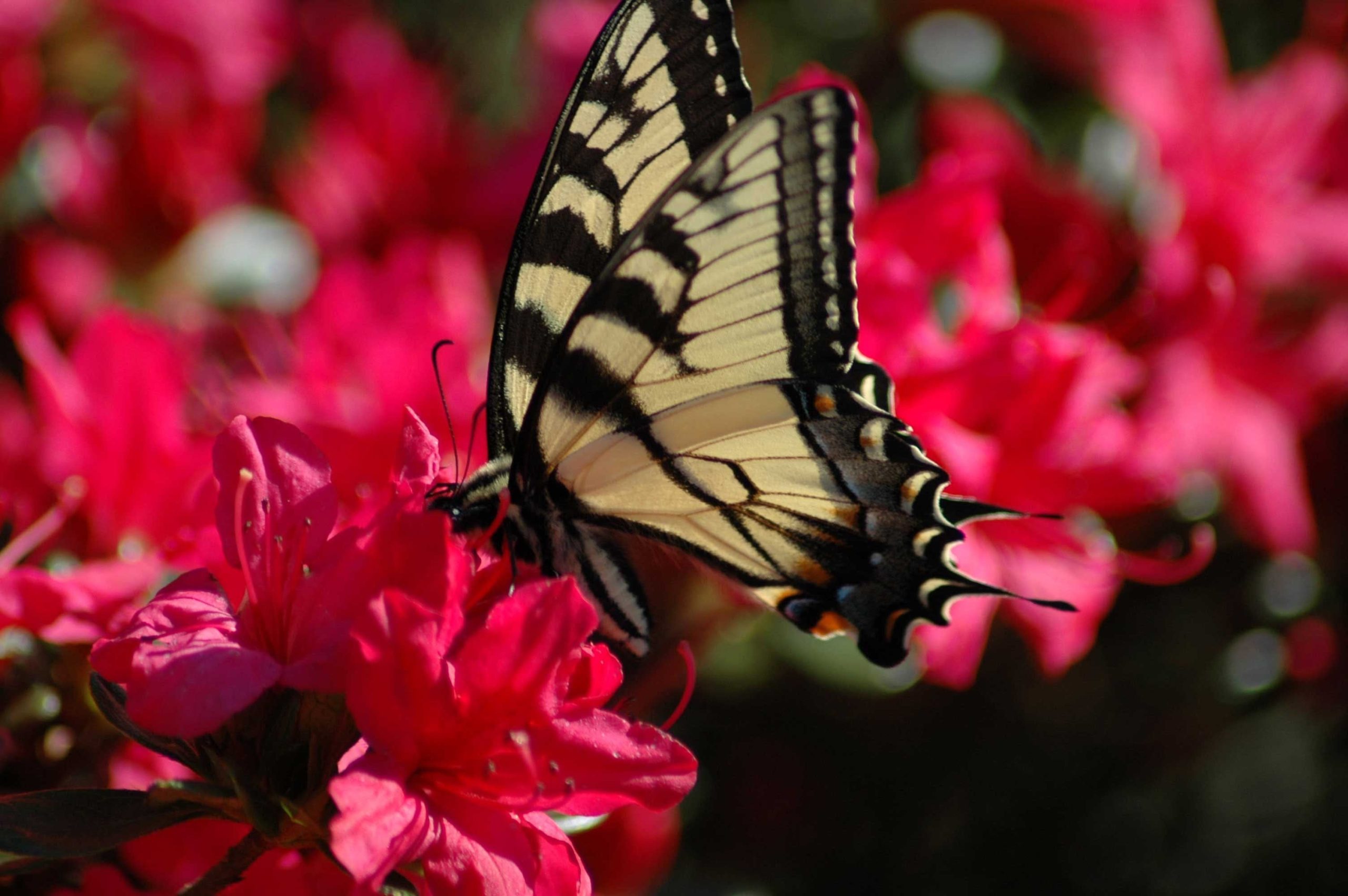 youve-never-seen-guernsey-butterfly-i-glossy-poster-for-sale_0.jpg