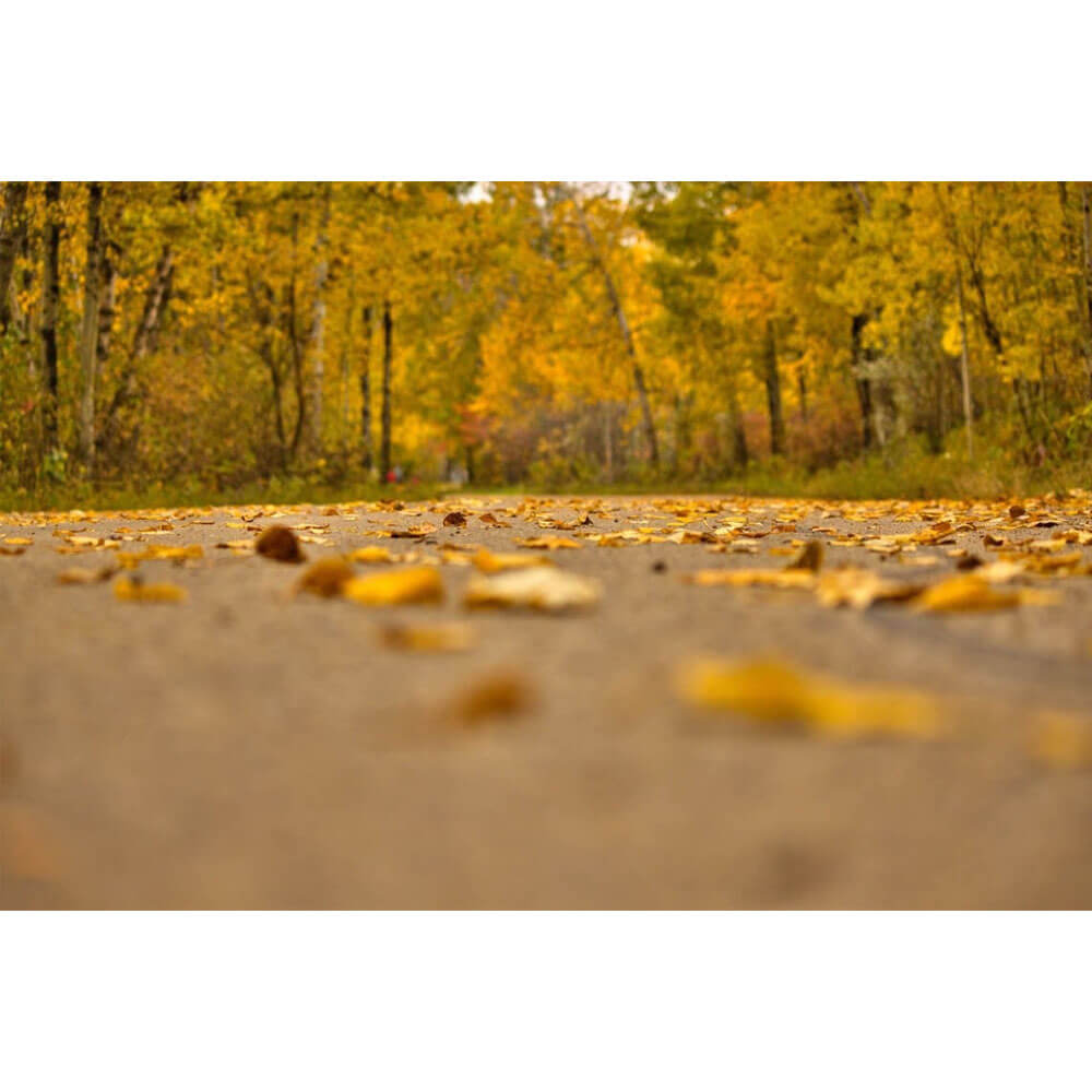 a-place-for-all-your-needs-to-shop-boer-autumn-road-glossy-poster-supply_0.jpg